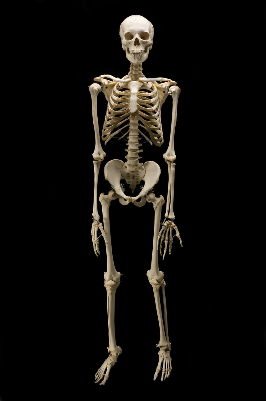 Skeleton , Animal, HQ Skeleton, human bones HD phone wallpaper