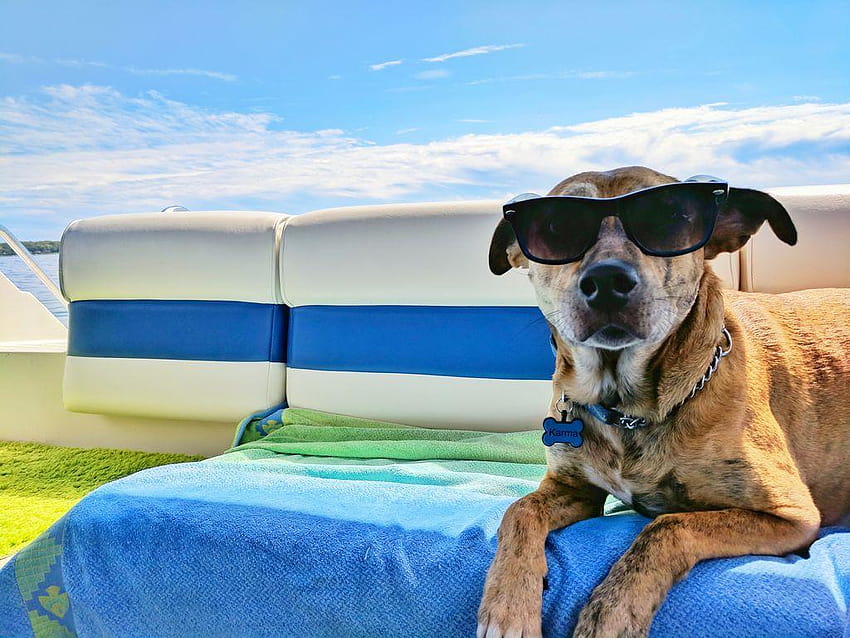 How to keep your dogs safe in summer heat, summertime dogs HD wallpaper