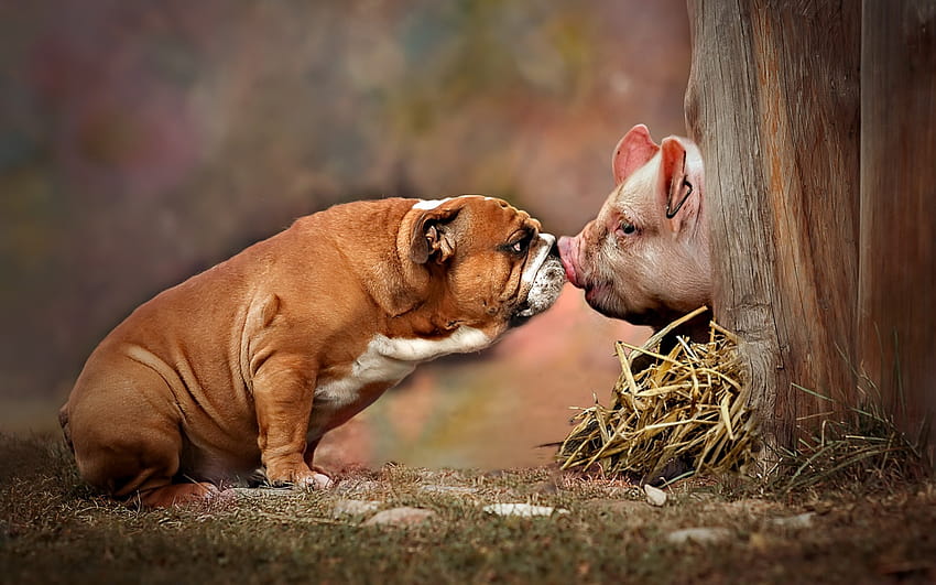 American Bulldog, Piglet, Farm, Friendship Concepts, Fat Dog, Dog and Pig with resolution 1920x1200. High Quality, farm dogs HD wallpaper