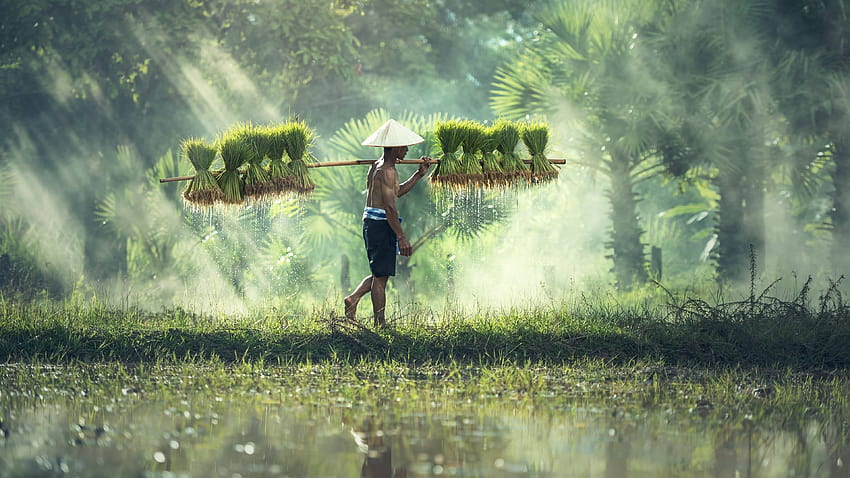 Cambodian Rice Farmer U HD wallpaper
