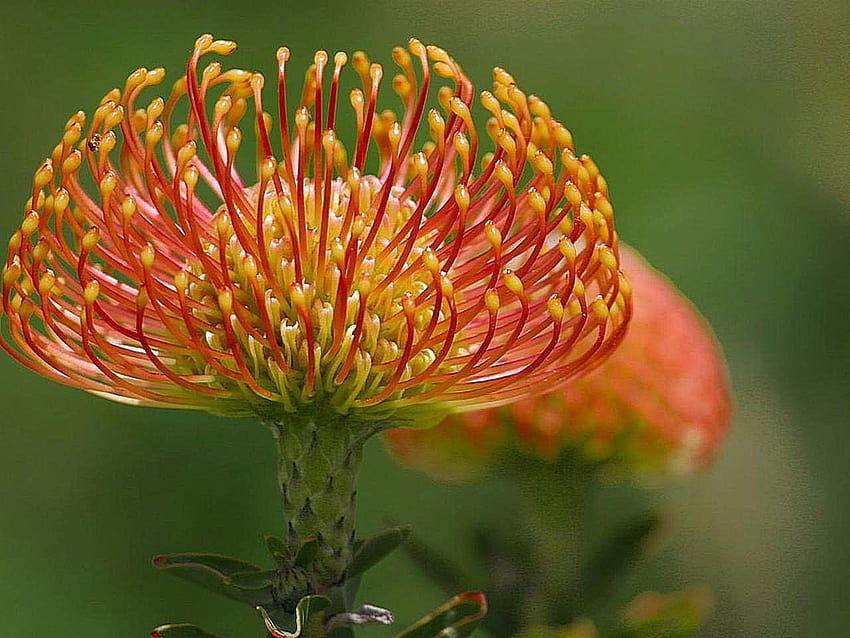 flowers for flower lovers.: Pincushion protea flowers, pincushion flowers HD wallpaper