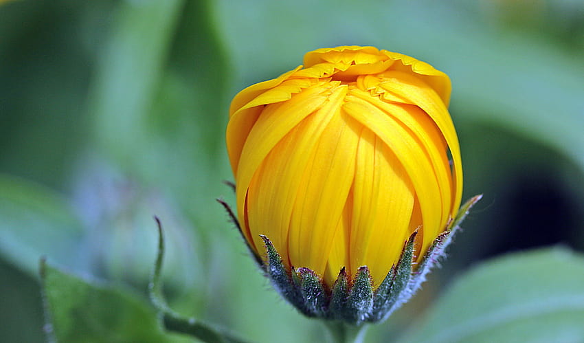 flor de caléndula de caléndula jardinería abierta ... artesano, naturopatía fondo de pantalla