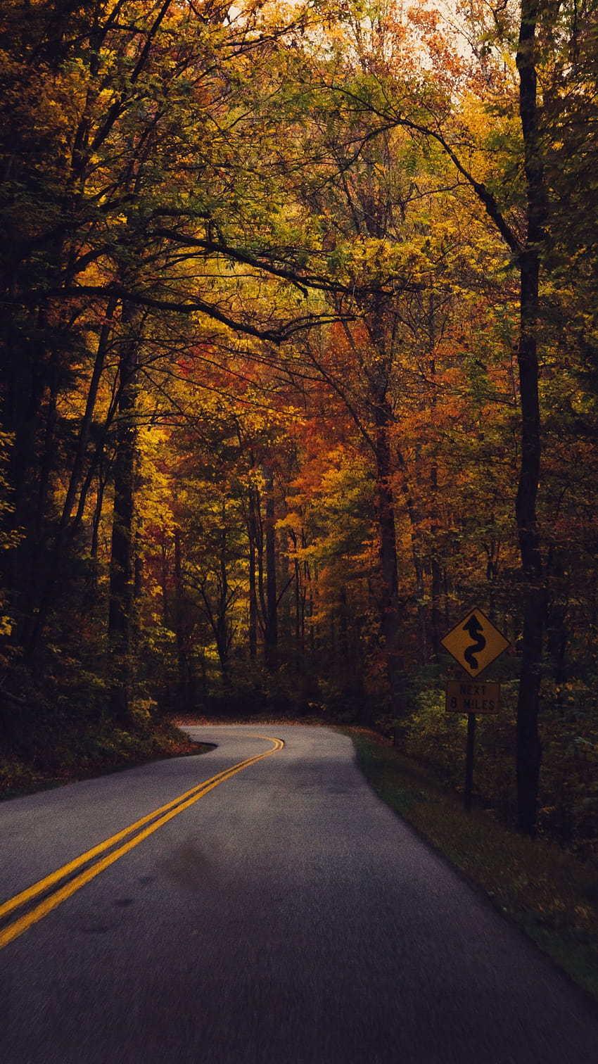 Road between trees , concrete pavement surrounded by trees, fall • For You For & Mobile, aesthetic road with trees HD phone wallpaper