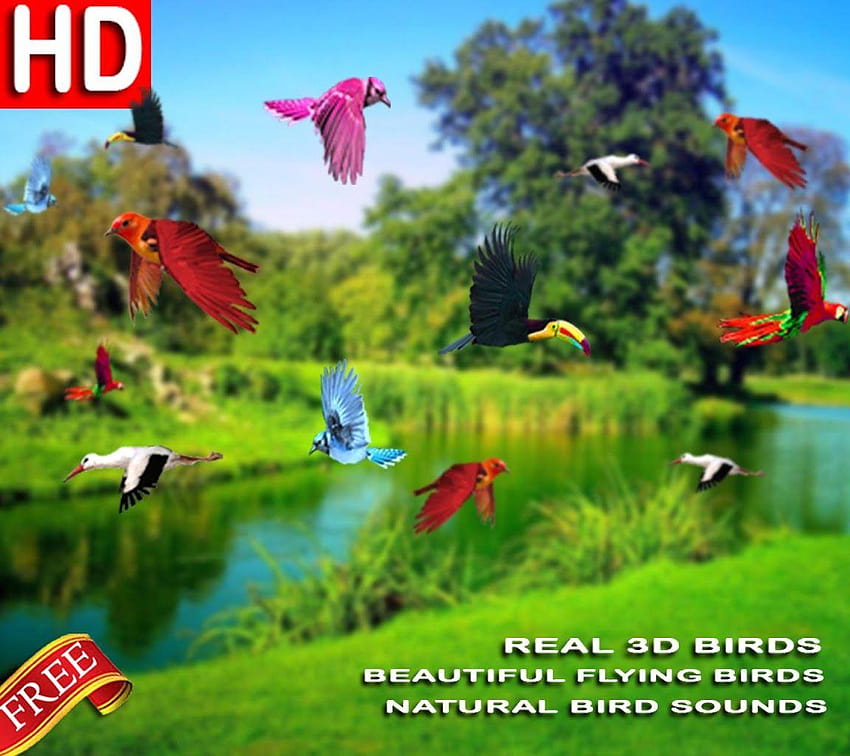 Flying Birds Live For Android Most Beautiful, high flying bird HD wallpaper  | Pxfuel
