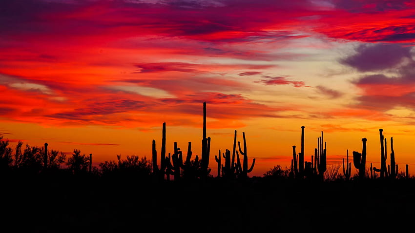2560x1440 cacti, sunset, silhouettes, arizona 16:9 backgrounds HD ...