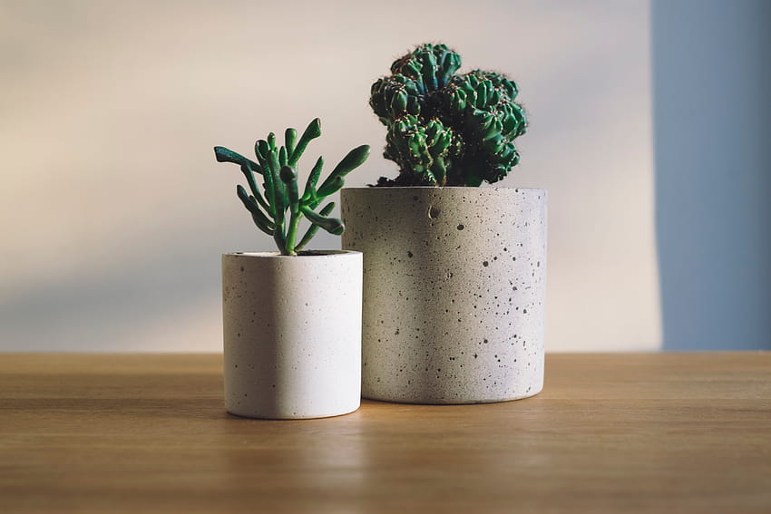 Pot de fleur en céramique blanche avec plante de cactus vert sur une surface en bois marron, pots Fond d'écran HD