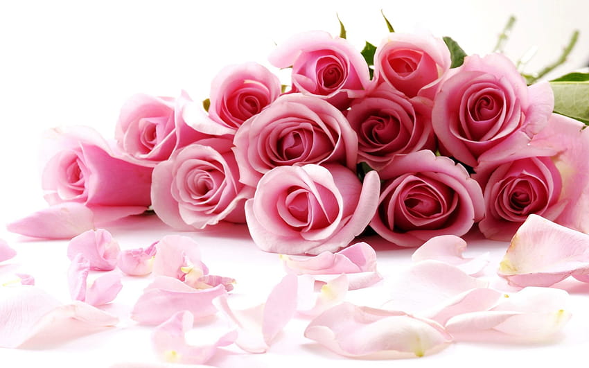fiori di rosa, fiore di Sfondo HD