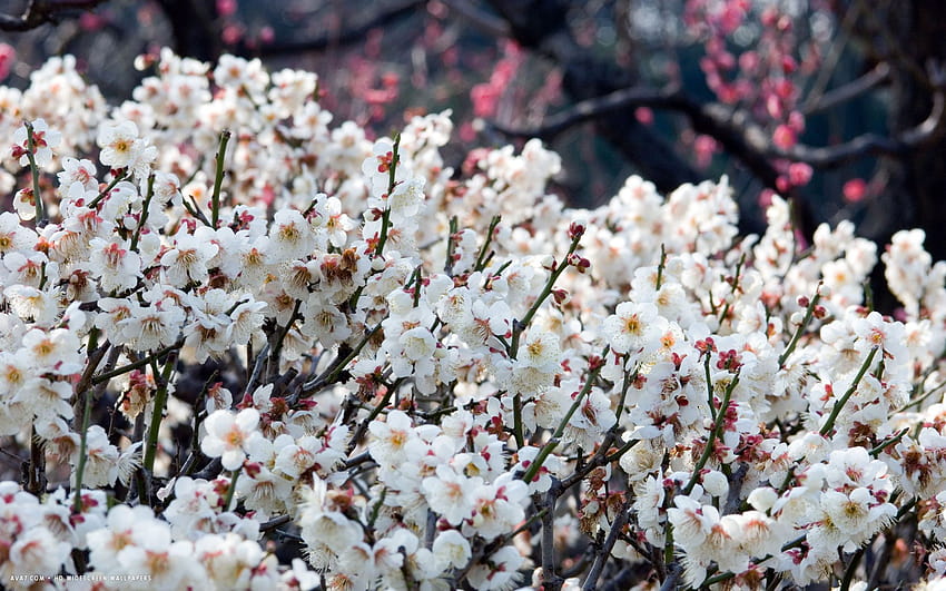plum blossom flower / flowers backgrounds HD wallpaper