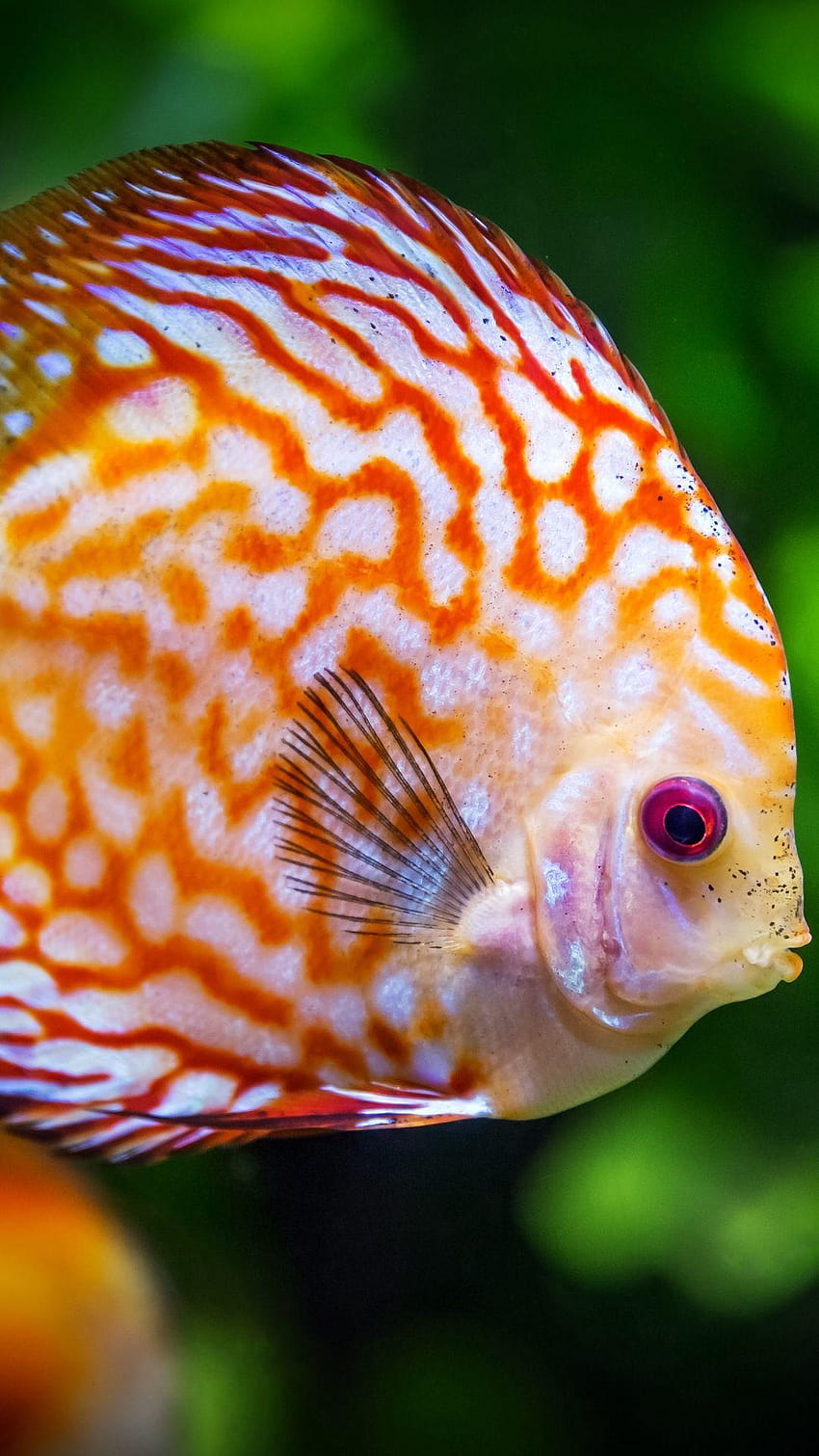 1080x1920 discus, fish, color samsung galaxy s4, discus fish HD phone wallpaper
