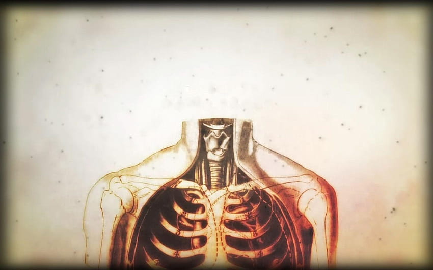 Anatomy Group, human anatomy HD wallpaper