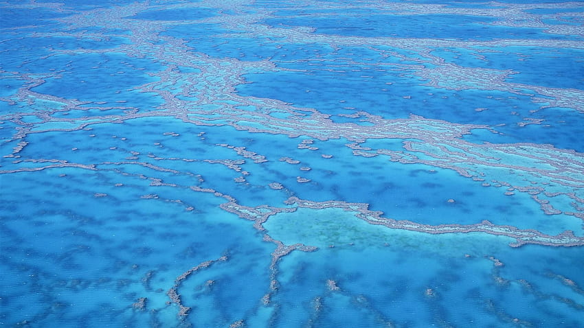 Shallow water coral reefs, ocean shallow HD wallpaper