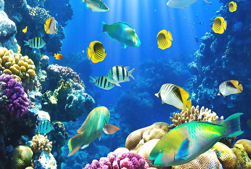 Sea Life Backgrounds Group, ocean animals HD wallpaper