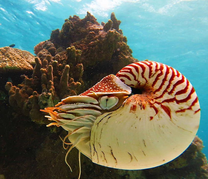 Nautilus is the common name of pelagic marine mollusks of, nautilidae HD wallpaper