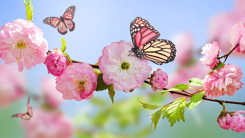 Pink Butterfly, aesthetic butterfly laptop pink HD wallpaper