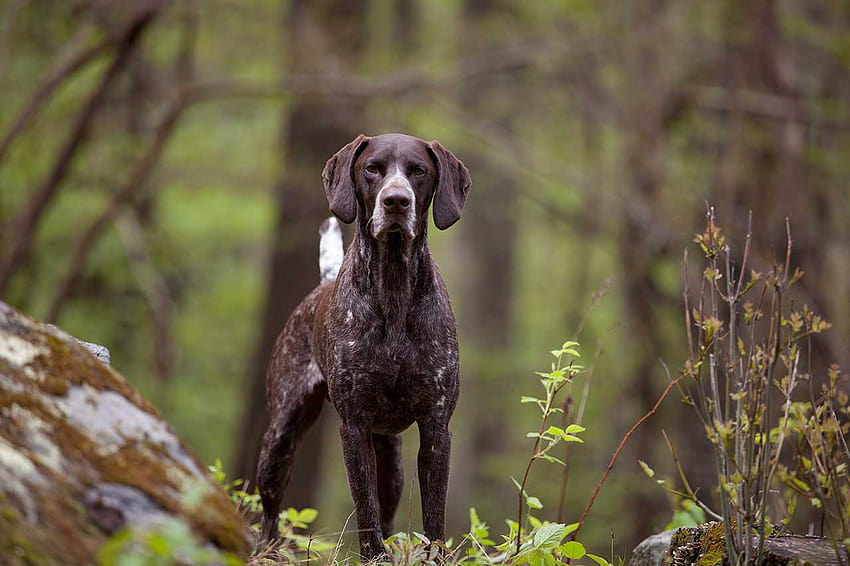 German Shorthaired Pointer Dog Breed » Everything About German Shorthaired Pointer, black german short tail pointer HD wallpaper