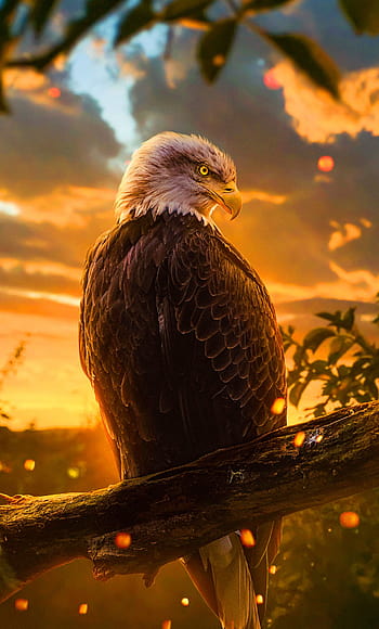 Premium Photo  Eagle wallpapers for iphone and android the eagle  wallpapers are high definition and high definition