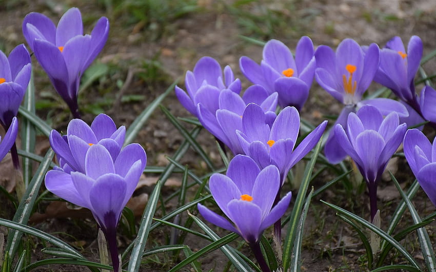 紫色のクロッカス、花、春 1125x2436 iPhone 11 Pro/XS/X、青いクロッカスの花 高画質の壁紙