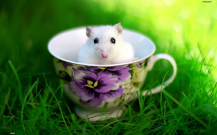 Mouse In a Cup, cute mice HD wallpaper