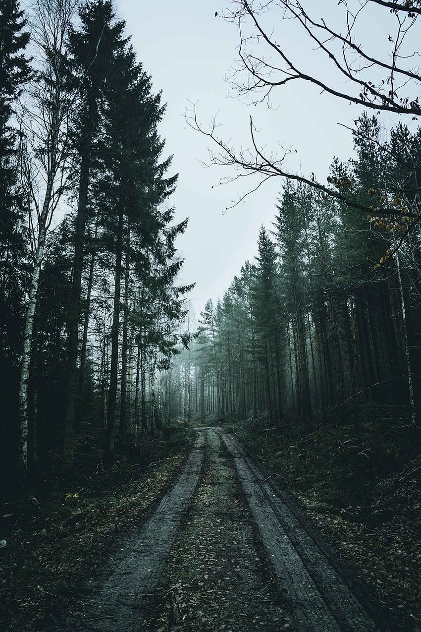 霧の林道、森の小道霧 HD電話の壁紙