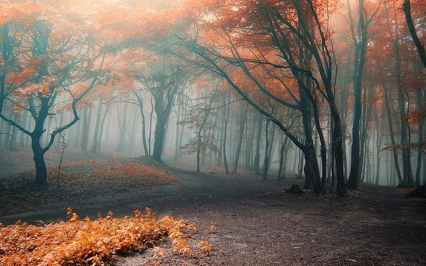 Bosque de otoño espeluznante, otoño espeluznante fondo de pantalla
