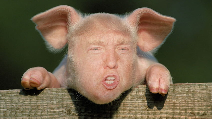 Swamplanders of Trumpism: You Know Them. Donald Trump zabawny Tapeta HD
