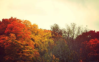 autumn backgrounds tumblr