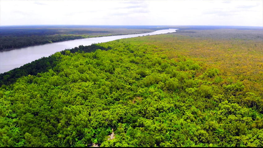 UNESCO labels Sundarbans of Bangladesh 'World Heritage in Danger' HD wallpaper