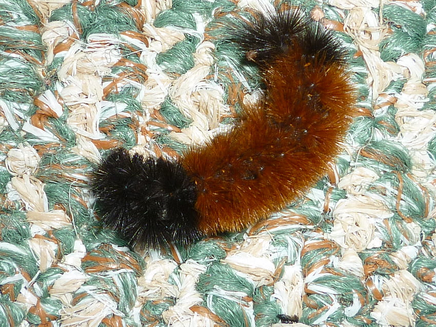 October, woolly bear caterpillar HD wallpaper