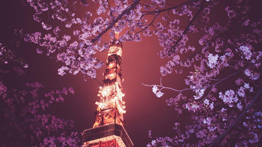 árbol de flor de cerezo en la noche fondo de pantalla