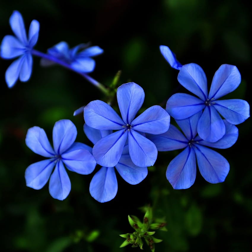Bunga biru ungu iPad Air, bunga biru ungu wallpaper ponsel HD