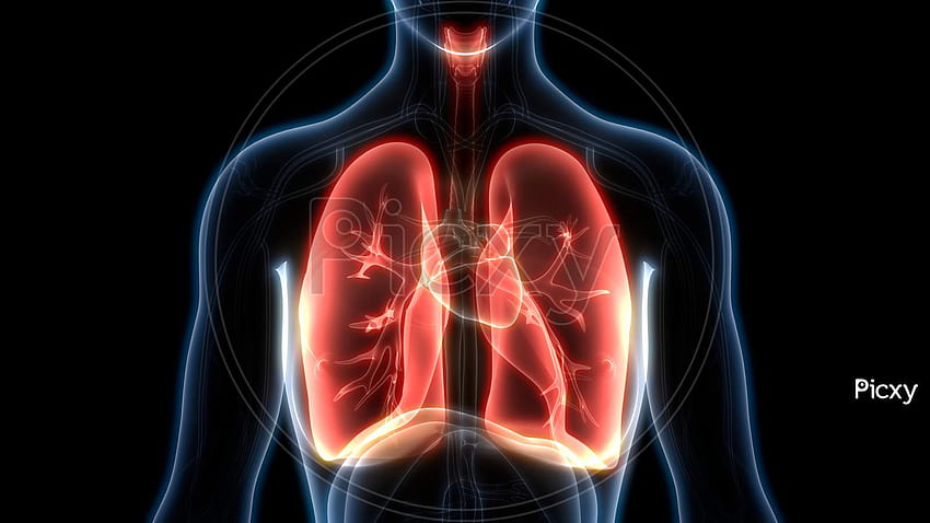 на анатомията на белите дробове на човешката дихателна система HD тапет
