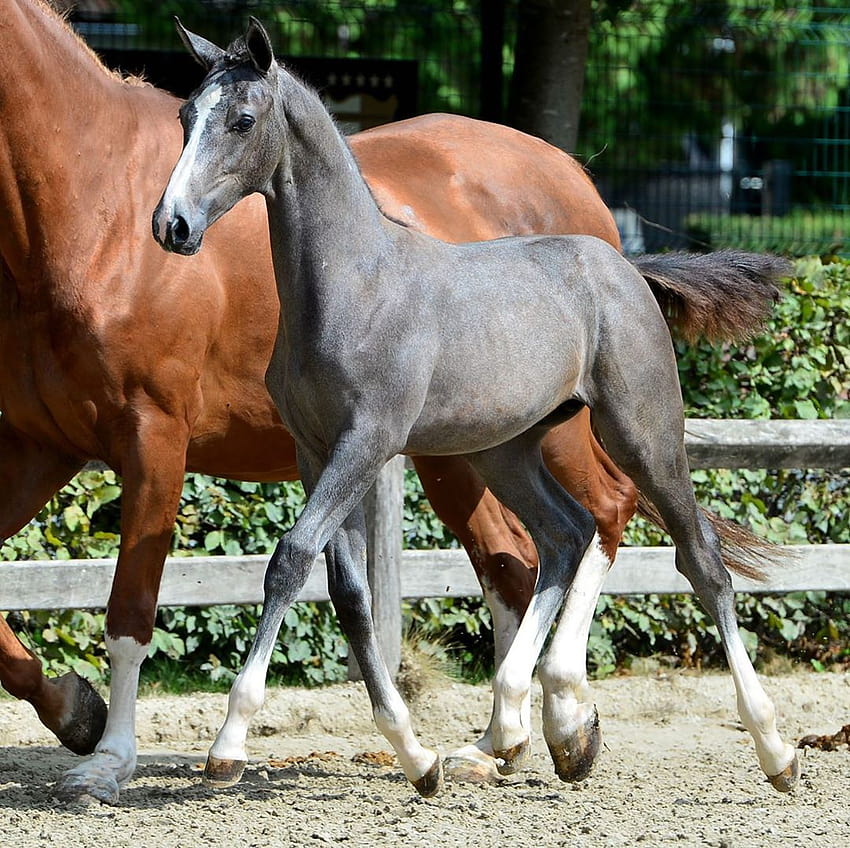 We can hardly wait to show you our new foal for the auction on Thursday 19 September at Sentower Park, Opglabbe…, dutch warmblood foal HD wallpaper