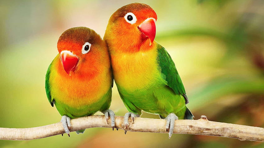 Beautiful Tropical Birds Colorful Parrots Love Birds Parrots On Branch Ultra 1610 Backgrounds For PC & Mac Laptop Tablet Mobile Phone : 13, birds ultra HD wallpaper
