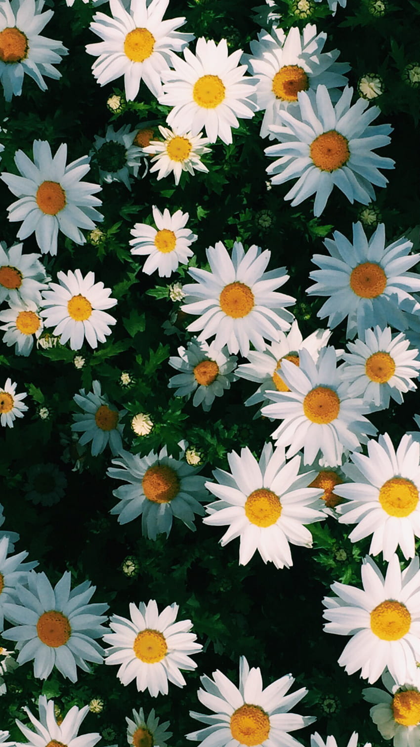 baby, if i hurt your feelings in anyway, im sorry. i honestly, daisy radiance HD phone wallpaper