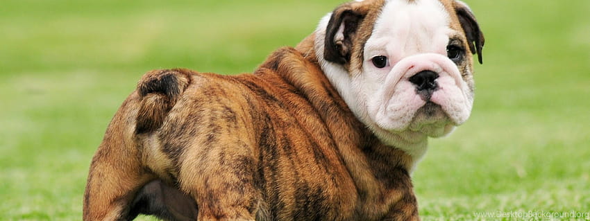 muscular english bulldog