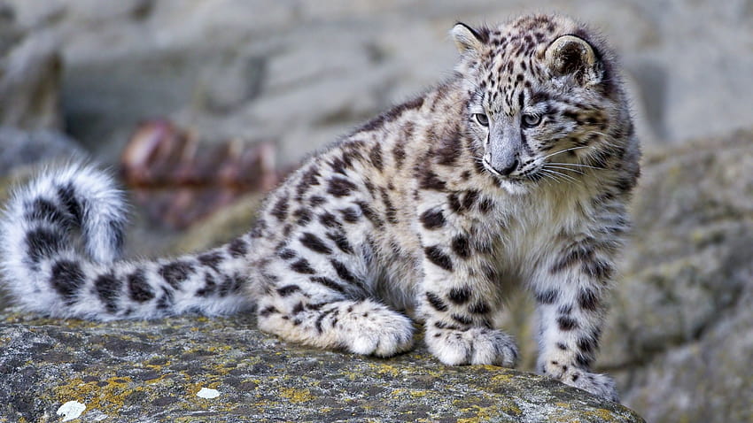 Baby Snow Leopard HD wallpaper