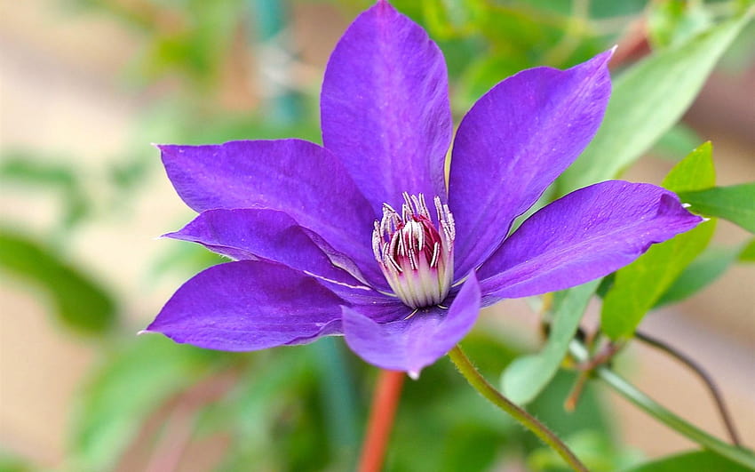 Blue clematis flower 1920x1200 HD wallpaper