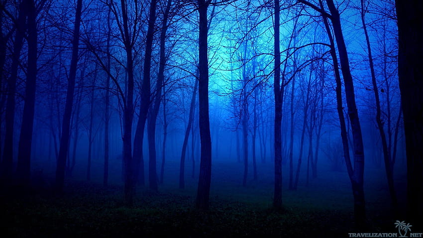 푸른 숲 HD 월페이퍼