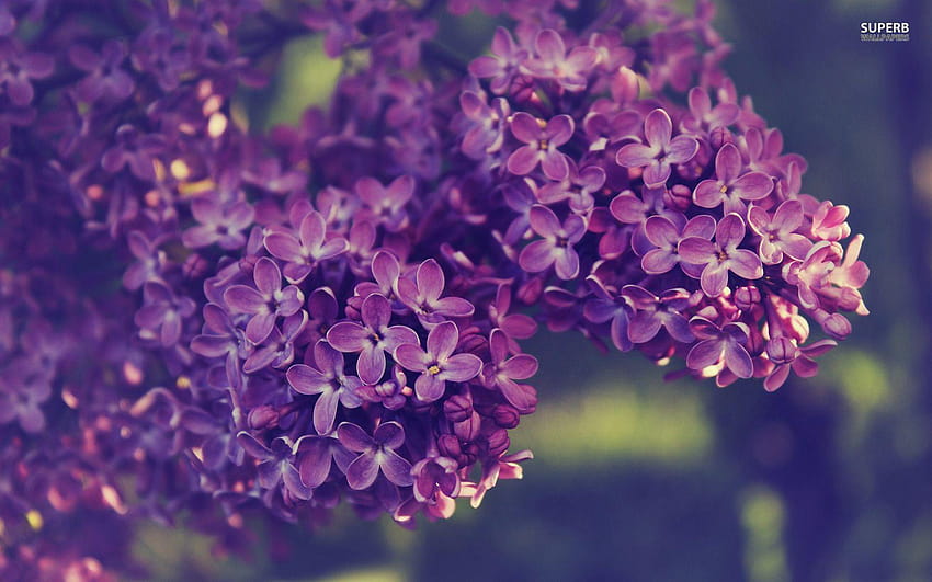 Lilac, lilas HD wallpaper