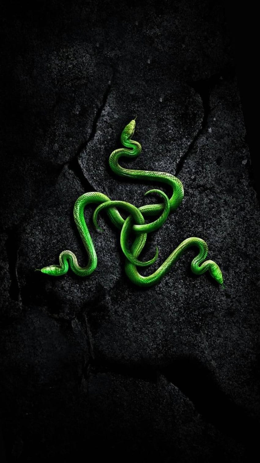 snakes by illigal2alien, vine snake macro HD phone wallpaper