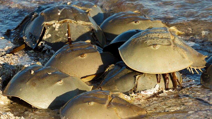 Horseshoe Crabs: Everything you need to know about this species, atlantic horseshoe crab HD wallpaper