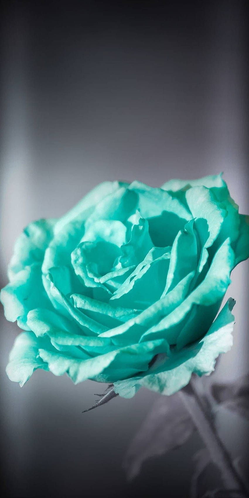 Turquoise Flower, teal flowers HD phone wallpaper