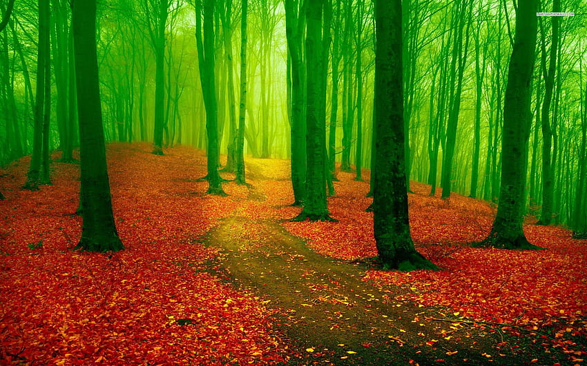 붉은 잎 융단 녹색 숲 붉은 잎, 푸른 숲 나무 HD 월페이퍼