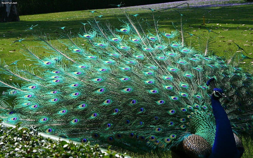 Beautiful Peacock Feather Bird, beauty peacock HD wallpaper