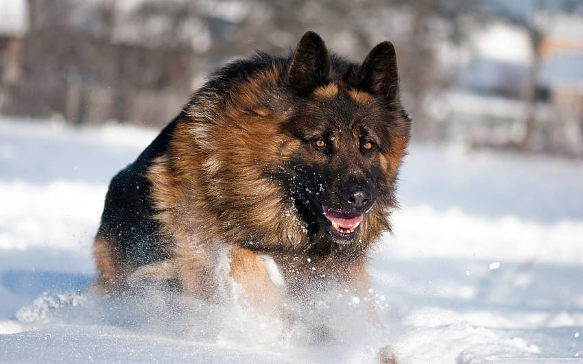 Les 10 races de chiens les plus dangereuses au monde, chiens dangereux Fond d'écran HD