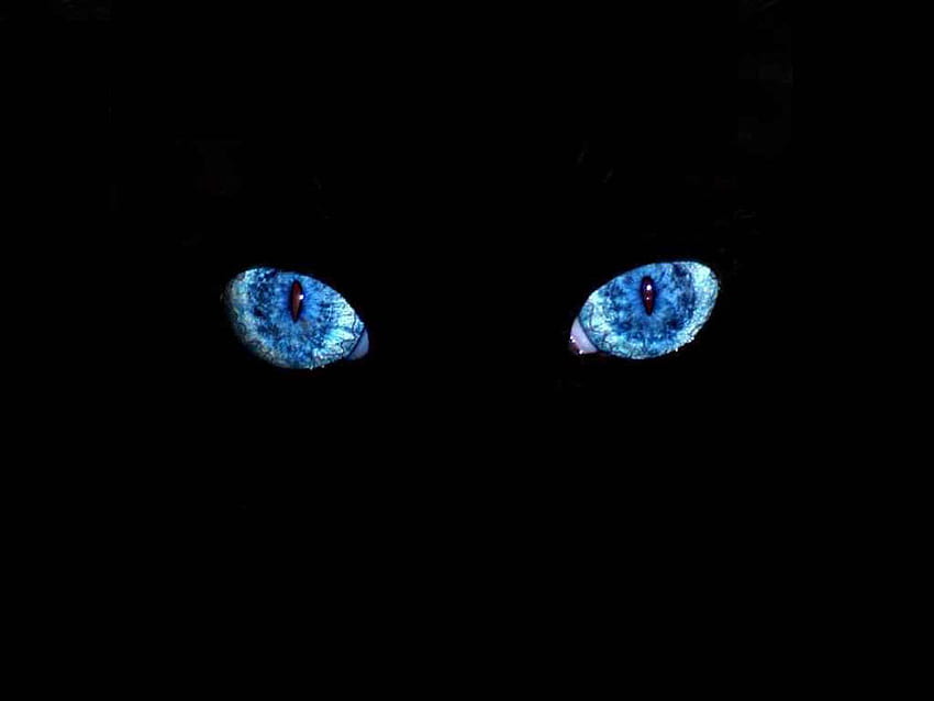 : Black Cat Blue Eyes, black eyes HD wallpaper