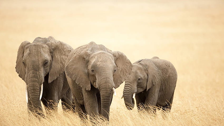 Group of elephants HD wallpaper