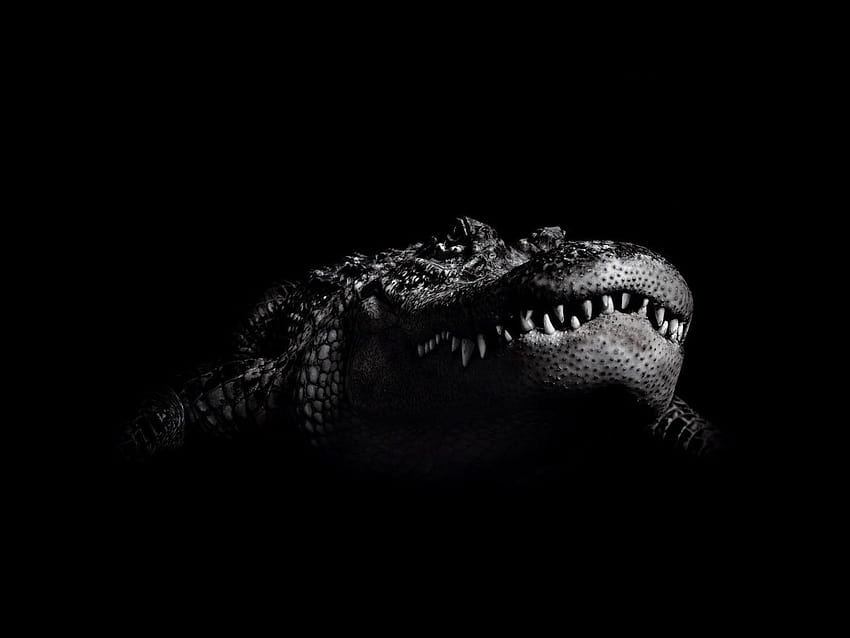 undefined Crocodile, alligator print HD wallpaper
