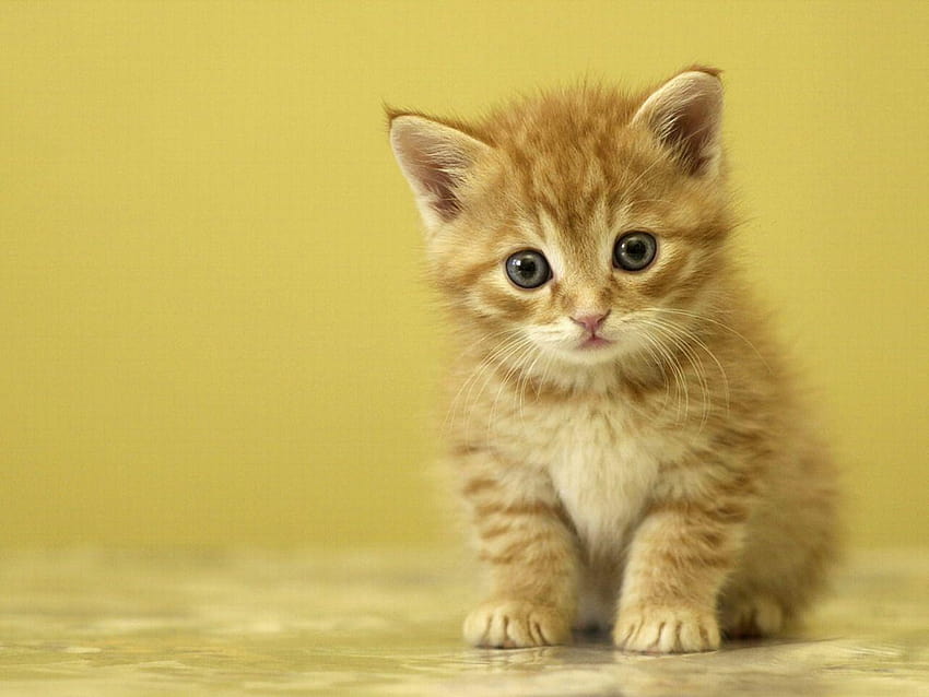 Cute Orange Cat, cute baby cats HD wallpaper | Pxfuel