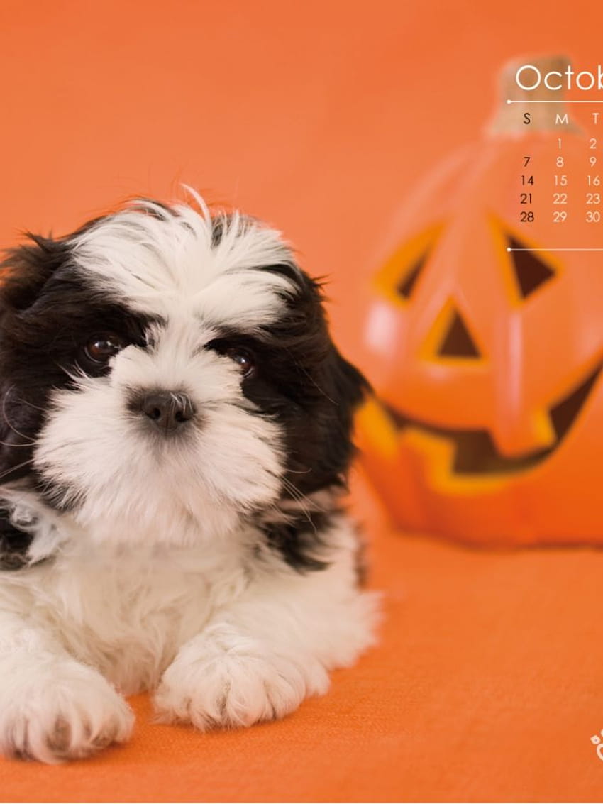 Wa Halloween Dog Screensaver Oct [1350x1080] per il tuo cane, cellulare e tablet Sfondo del telefono HD